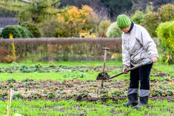 Огород осенью