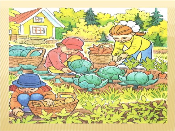 Осенью забирают урожай