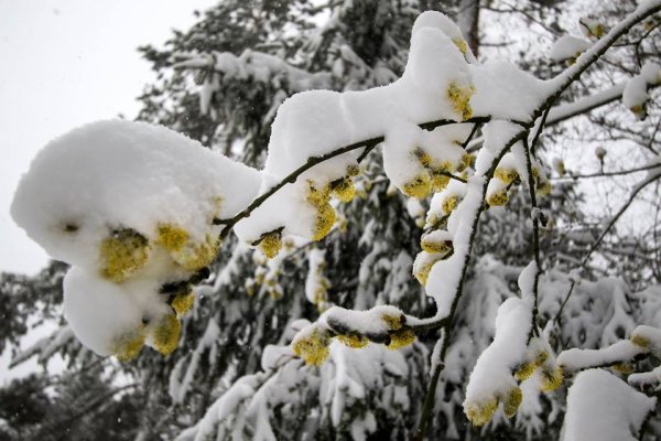 Снежок в апреле
