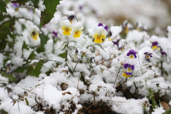 Хакасия снег на Пасху 2022 год