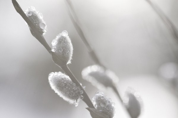 Белая Верба