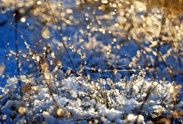 Снежок весной