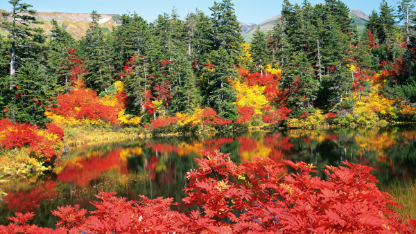 Осенний кленовый лес Вайоминг