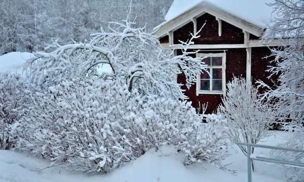 Садовый участок зимой