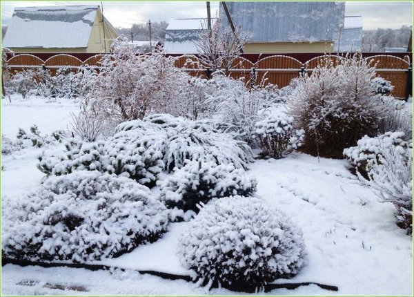 Садовый участок зимой