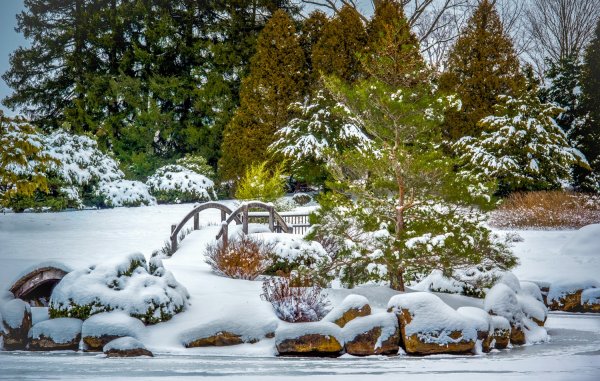 Сад в снегу