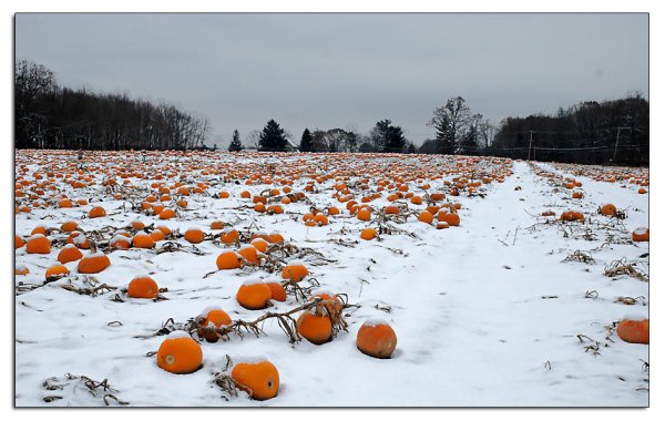 Урожай зимой