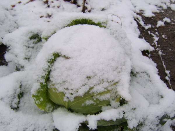 Снег в огороде