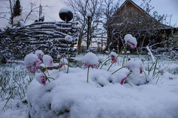 Клумба зимой