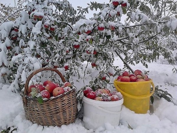 Огород зимой