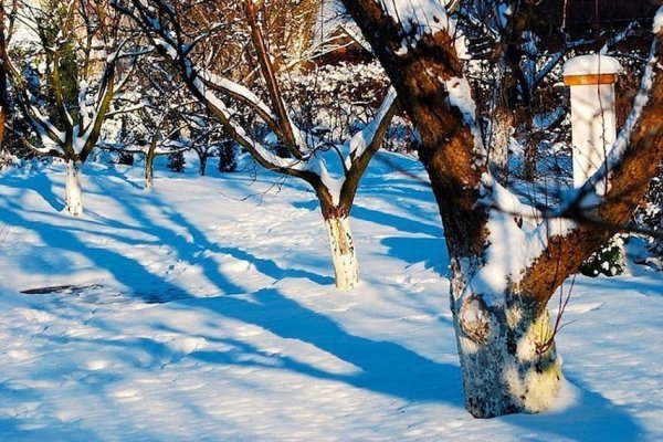 Деревья в саду зимой