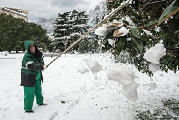 Стряхиваем снег с деревьев