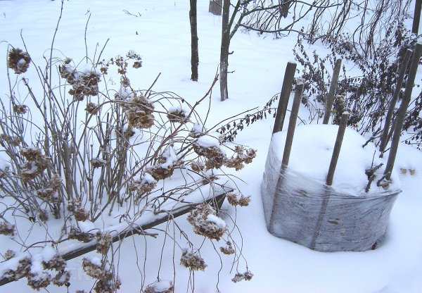 Укрытие гортензии крупнолистной на зиму