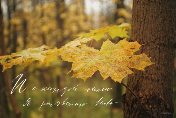 Статусы про осень красивые