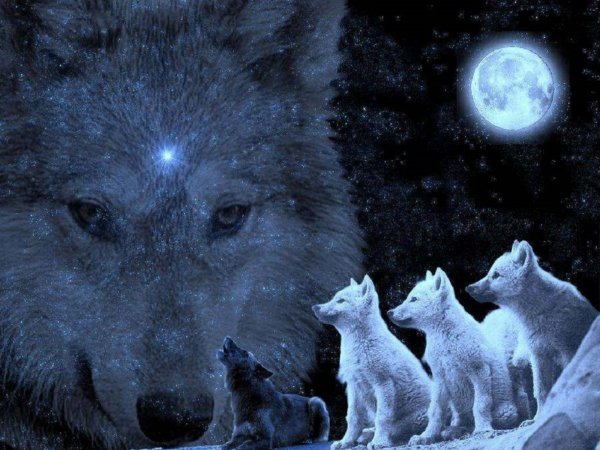 Волк в ночи