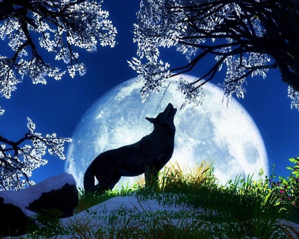 Волк в ночи