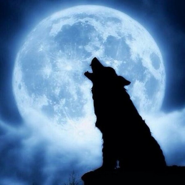 Полнолуние волк