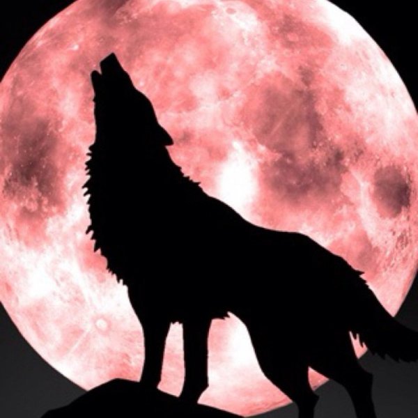 Волк под луной