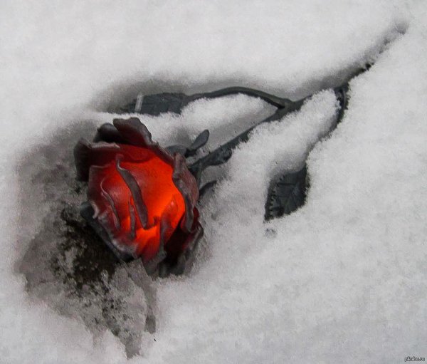 Кованая роза на снегу
