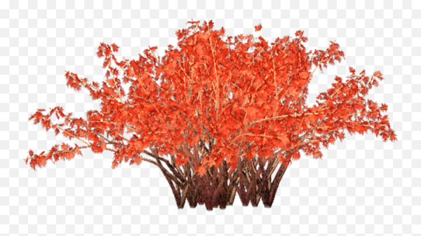 Кустарник осенью на прозрачном фоне