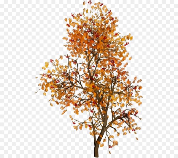 Осенний кустик