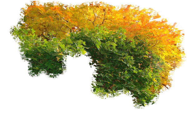 Осенний куст