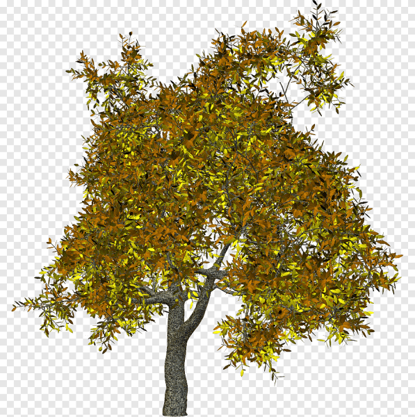 Дерево без фона