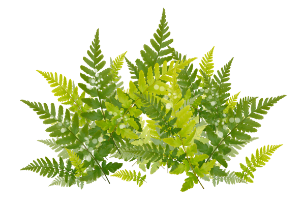 Папоротник куст