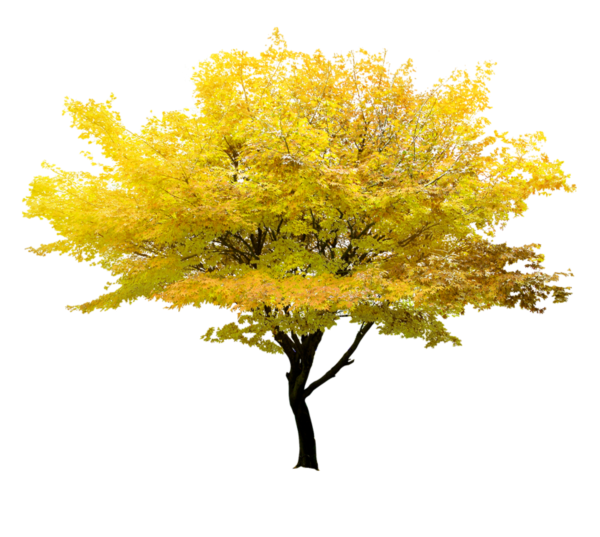 Желтое дерево