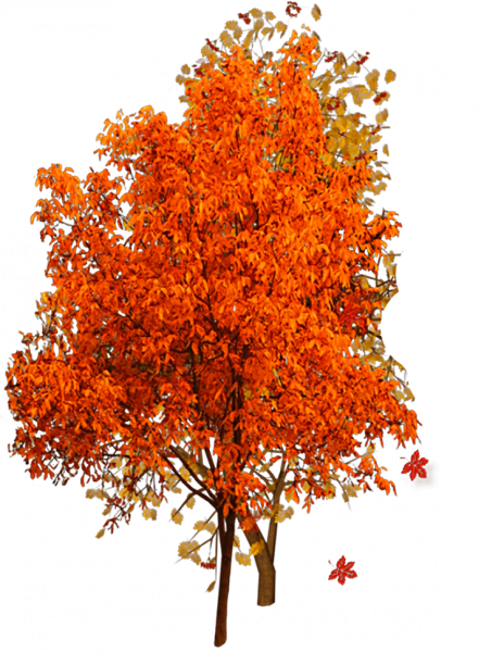 Осенние кусты на прозрачном фоне