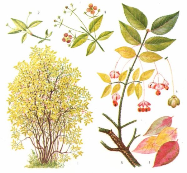 Бересклет бородавчатый листья