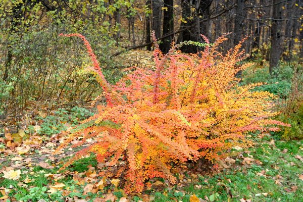 Спирея Тунберга осень