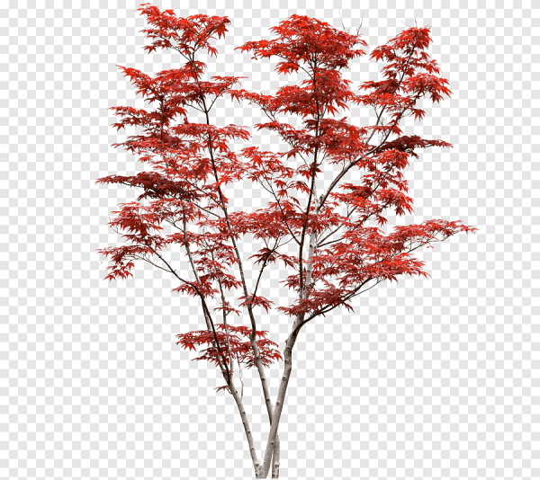 Клен Гиннала PMG