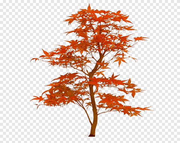 Осеннее дерево без фона
