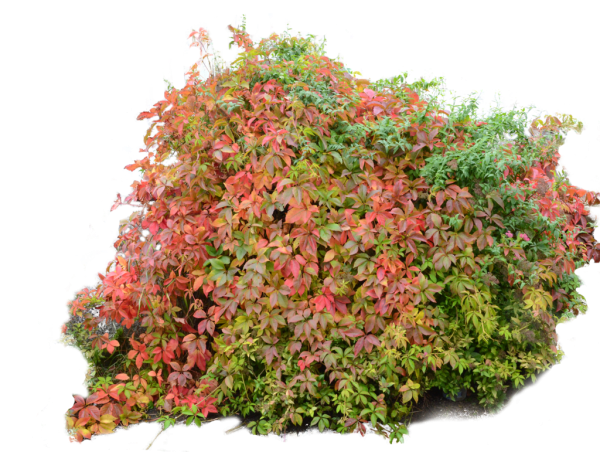 Барбарис и Стефанандра