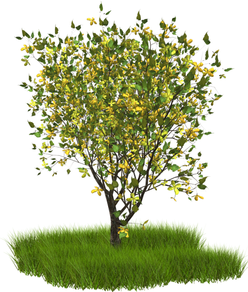 Кустарники для детей