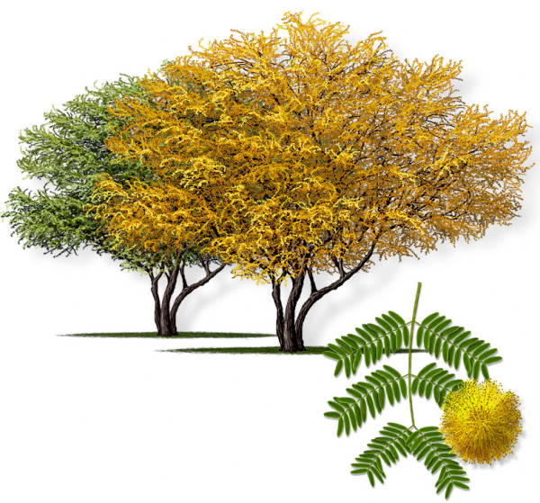 Акация куст для детей