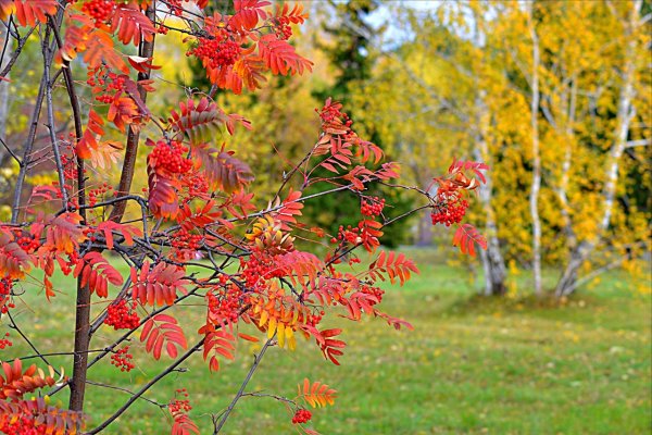 Рябина осенью