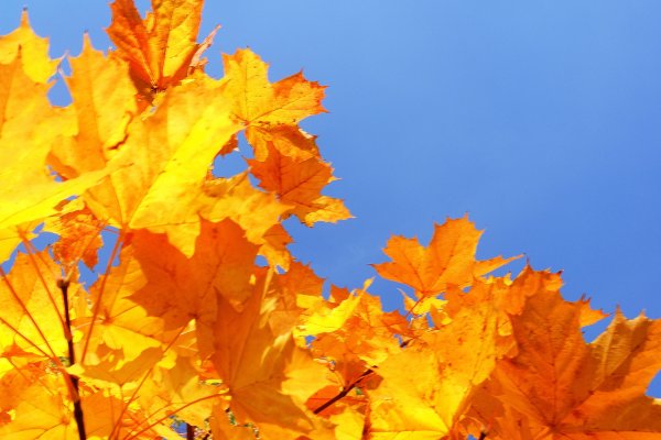 Осенний бал картинки