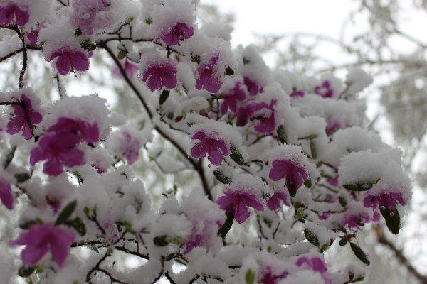 Багульник Сибирский зимой