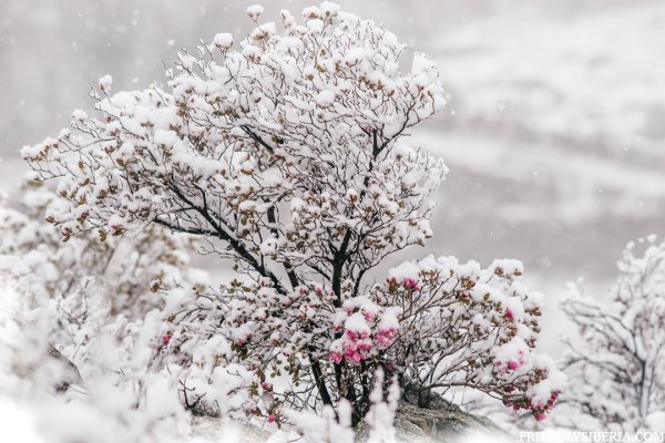 Багульник в снегу