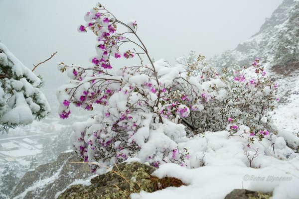 Маральник Алтай зима