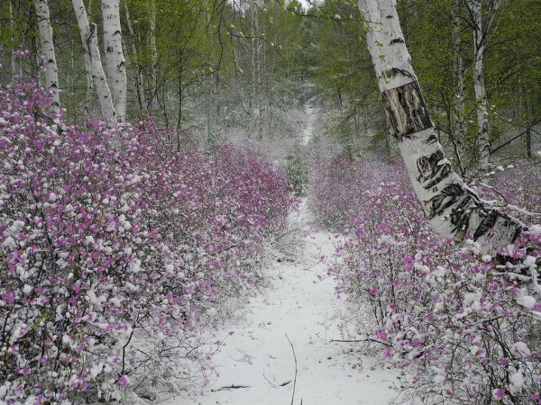 Рододендрон Даурский зимой