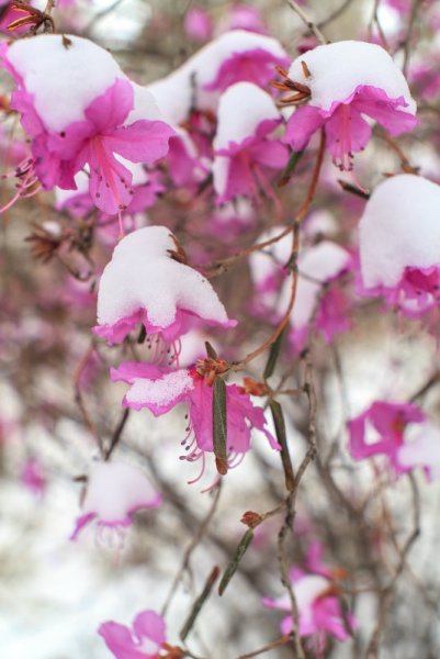 Рододендрон Даурский зимой