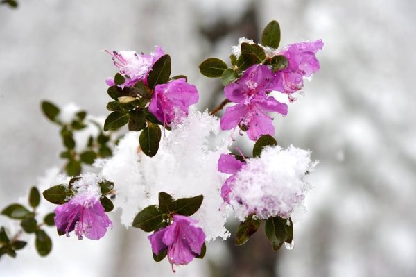 Рододендрон Даурский зимой