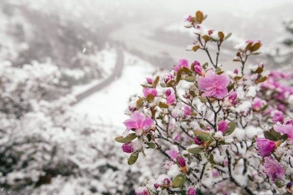 Рододендрон Даурский зимой