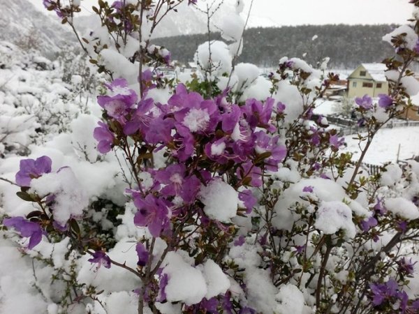 Зимний багульник Алтайский