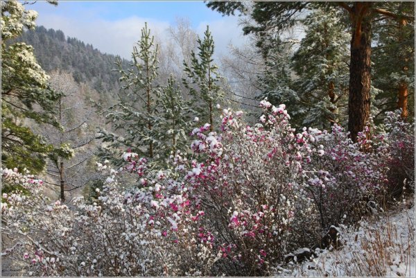 Багульник Абаза