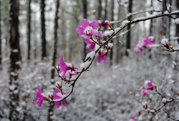 Рододендрон Даурский зимой