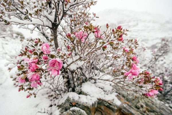 Зимний багульник Алтайский